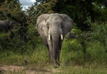 Afrique du Sud : les éléphants de plus en plus menacés par le braconnage