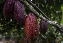 Pâques : la pénurie de fèves de cacao fait grimper le coût du chocolat