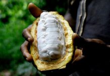 Le prix du cacao grimpe en raison des aléas climatiques en Afrique de l’Ouest